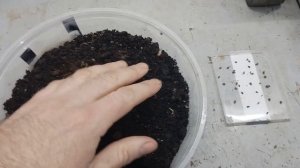 Можжевельник сибирский из семян. Часть 1я.