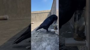 Шустрая птичка!