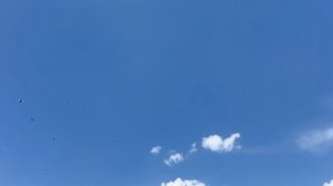 Питомник "Западный" Курские +7 909 667-53-00 Виктор