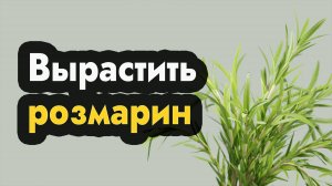 Как вырастить розмарин - выращивание розмарина в домашних условиях, уход и посадка в грунт