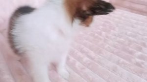 девочки чихуахуа 2 мес скоро