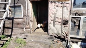 Влог: огород 30 мая 2025 / делаю москитные сетки на окна