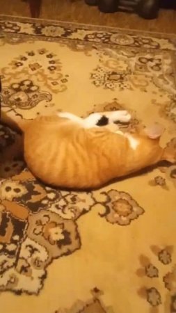 From the life of a red-haired cat (из жизни рыжего котейки)