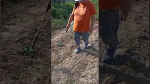 31-05-2025 Борьба с колорадским жуком 🐞