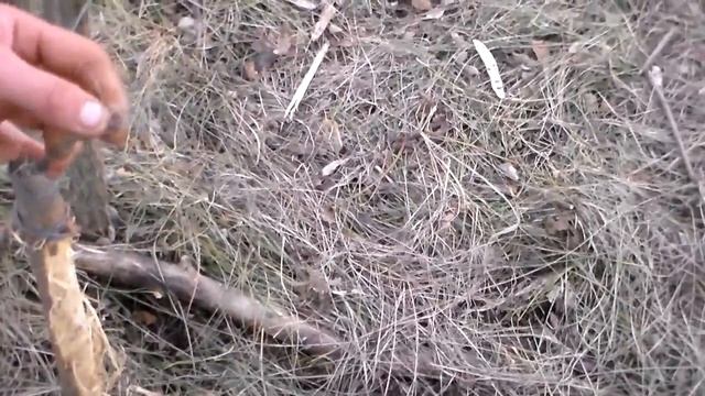 Охота +на волков 2016.Волк порвал петлю.Walk broken loop.