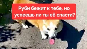 Руби бежит к тебе... но успеешь ли ты её спасти?