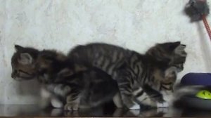 Котята породы курильский бобтел.mp4