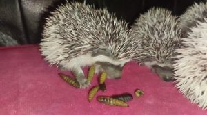 🥰😂 Очень смешные ёжики) Funny hedgehogs 🦔 #ezhikafro #hedgehog #animals #