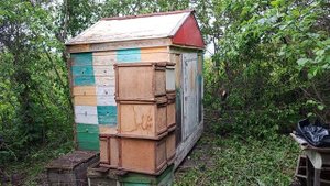 привёз пакеты с пчёлами.