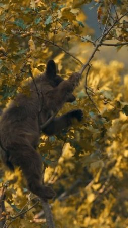 A bear’s-eye view of autumn in Yosemite National Park  #AmericasNationalParks
