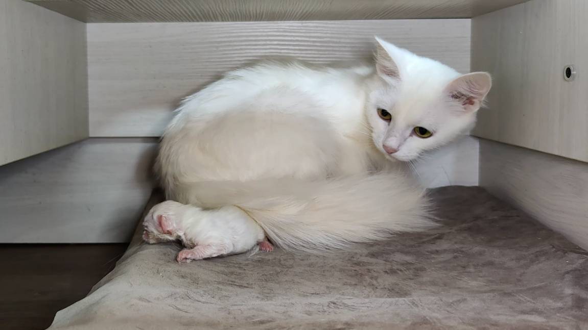 Новорожденный котенок. Третий день. Новорожденный котенок зовет свою маму.