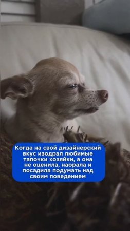 Когда на свой дизайнерский вкус изодрал любимые тапочки хозяина, а она не оценила...