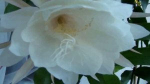 "Царица ночи"- ЦВЕТОК ЗАЦВЕЛ.