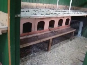 Куры несушки Ломан Браун и Хайсекс