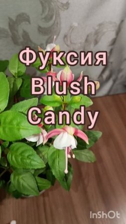 Фуксия Blush Candy.
