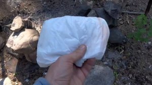 Защита от комаров. Народное средство от комаров и препарат
