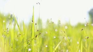 Денис Вертепа - Рассвет на окраине (отрывок 1)