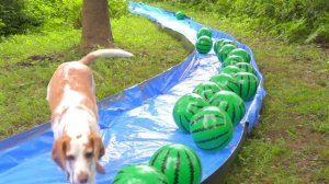 Dog Finds Secret Watermelon River in the Woods!!