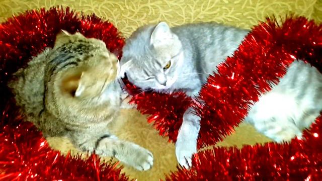 Соня и Тушёнка в Валентинов день поздравляют вас ! смотреть онлайн