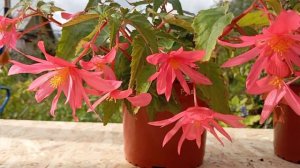 Бегония Фанки Пинк(Begonia Funky Pink)