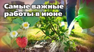 Актуальные работы начала июня. Чем обработать растения в саду