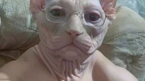 тутор как скачать asphalt 8 .В росии на пк!