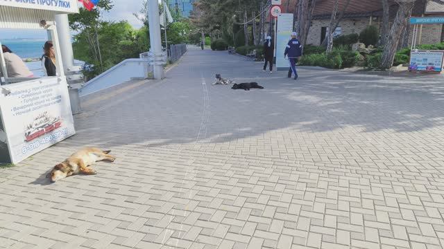 Утренняя прогулка
Анапа 31.05.2025