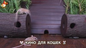 Видео для кошек про крысок развлекать питомцев 🐭🐀😂 (135)