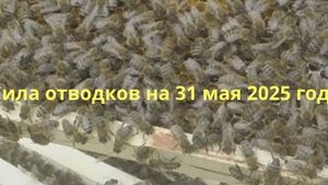 Сила отводков на 31 мая 2025 года, смотрим по порядку.