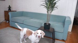 Dogs DJ w/Marshmello! Funny Dogs Maymo & Potpie Spin EDM Music