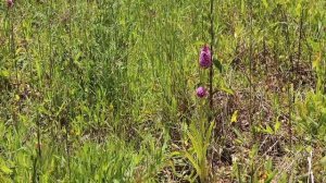 Анакамптис пирамидальный. Anacamptis pyramidalis.Дикая орхидея. Восстановление потерянного здоровья