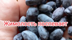 Жимолость поспевает.