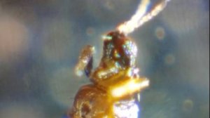 кого я нашёл в одуванчике