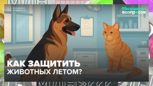Как защитить животных летом?|Миллион вопросов — Москва 24|Контент