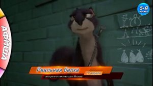 Реальная белка