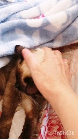 Хитрая😂🐱кошка Ладушка ‼️#смешныекоты #котики #прикольные котики #кошка Ладушка