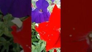 Яркие цветы.Городская клумба .#nature