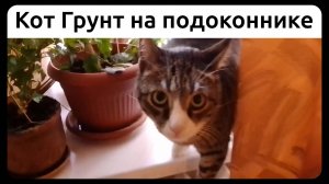 Кот Грунт на подоконнике. 23 августа 2020.