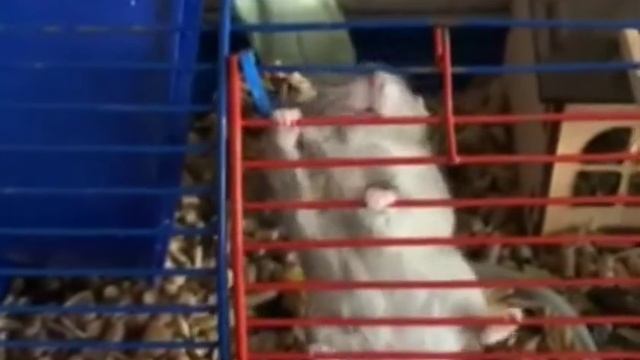 Челендж "Домашні улюбленці наших дітей" смотреть онлайн