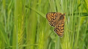 СПИВАКОВСКИЙ. ГИТАРНАЯ МУЗЫКА. ПРИРОДА🌿🌿🌿