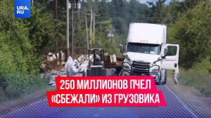 250 миллионов пчел «сбежали» из перевернувшегося грузовика в Вашингтоне в США