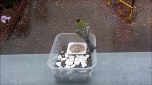 Пернатые. Птицы. Синицы. Семена тыквы, семечки белые и ?