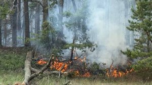 Площадь пожара в Воронежском заповеднике в Липецкой области достигла 300 га