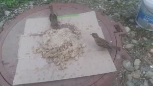 Воробьи подкормка Чем подкормить воробьёв. Пшено или просо?
Каша геркулес . ячневая