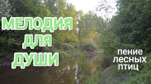 Звуки природы это мелодия для души