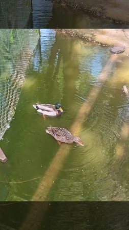Утки в Саратовском парке