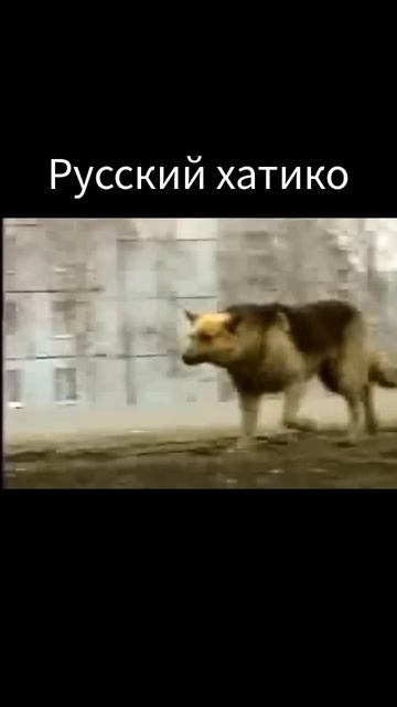 Русский хатико не дождался хозяина #хатико #фильм #россия #грустныймомент смотреть онлайн