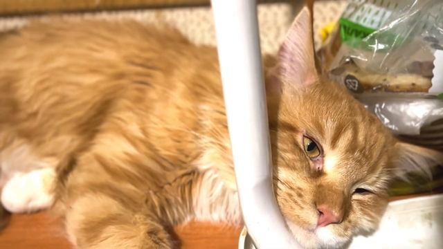 Мейнкун: где спит ваш кот? #cat #mainecoon #мейнкун