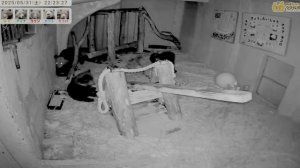 В новой обстановке медвежата ни как не могут уснуть