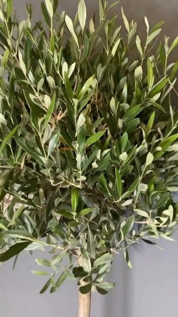 Олива на штамбе, высота 120 см, диаметр горшка 30 см. #green #g смотреть онлайн